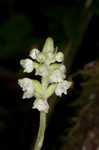 Downy rattlesnake plantain